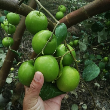 青枣蜜枣