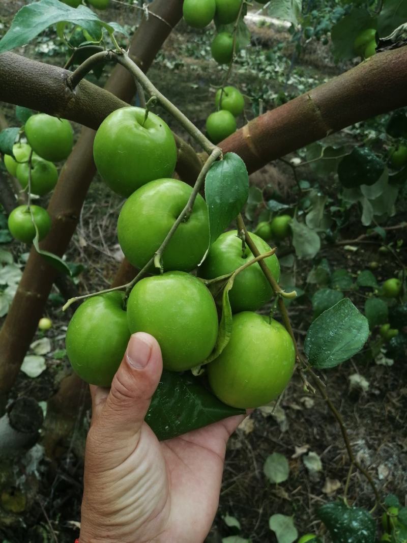 青枣蜜枣