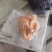 山东精品西装鸡精选特优西装鸡肉质鲜嫩量大从优
