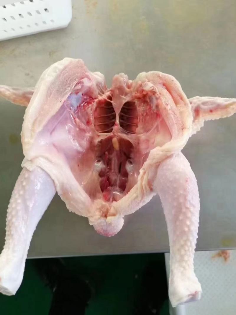山东精品西装鸡精选特优西装鸡肉质鲜嫩量大从优