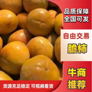 阳丰脆柿，巧克力脆柿大量，上市产地一手货源直供！品质保证