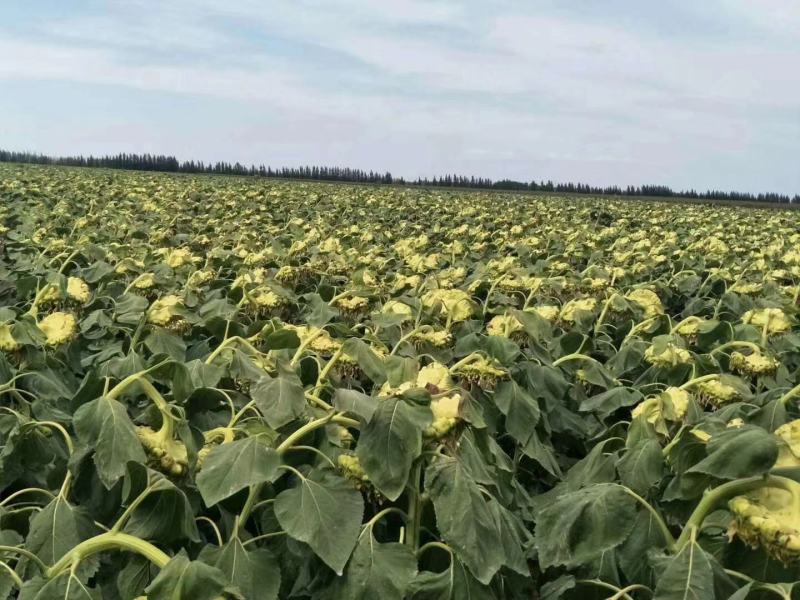 精品葵花籽产地直发品质保证一手货源量大从优