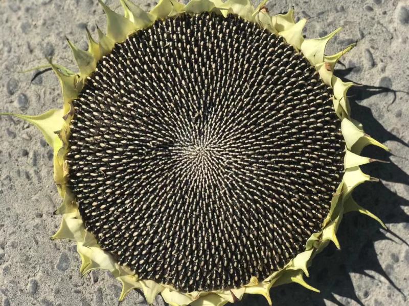 精品葵花籽产地直发品质保证一手货源量大从优