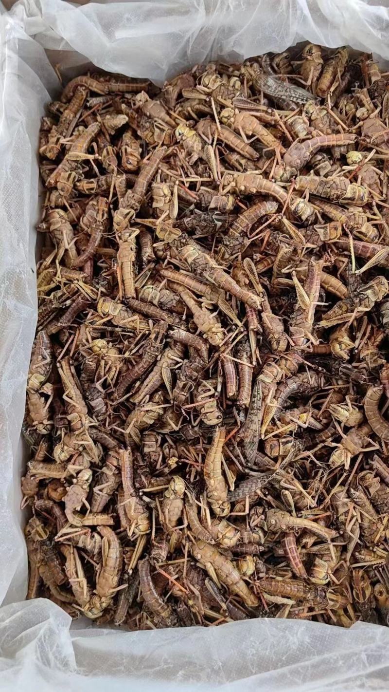 天津东亚飞大蚂蚱一手货源产地直供蚂蚱蝗虫去翅膀货源充足