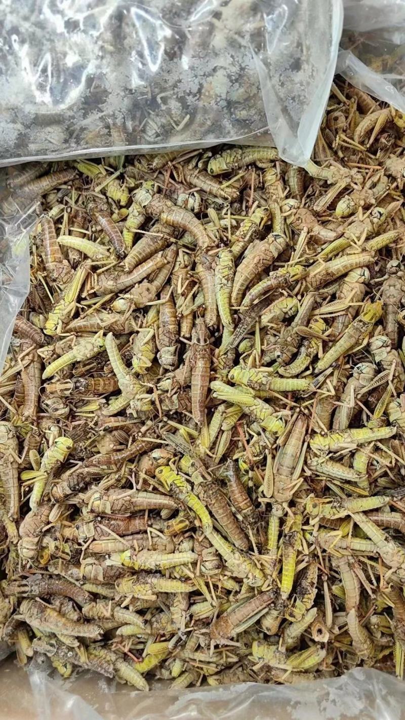 天津东亚飞大蚂蚱一手货源产地直供蚂蚱蝗虫去翅膀货源充足