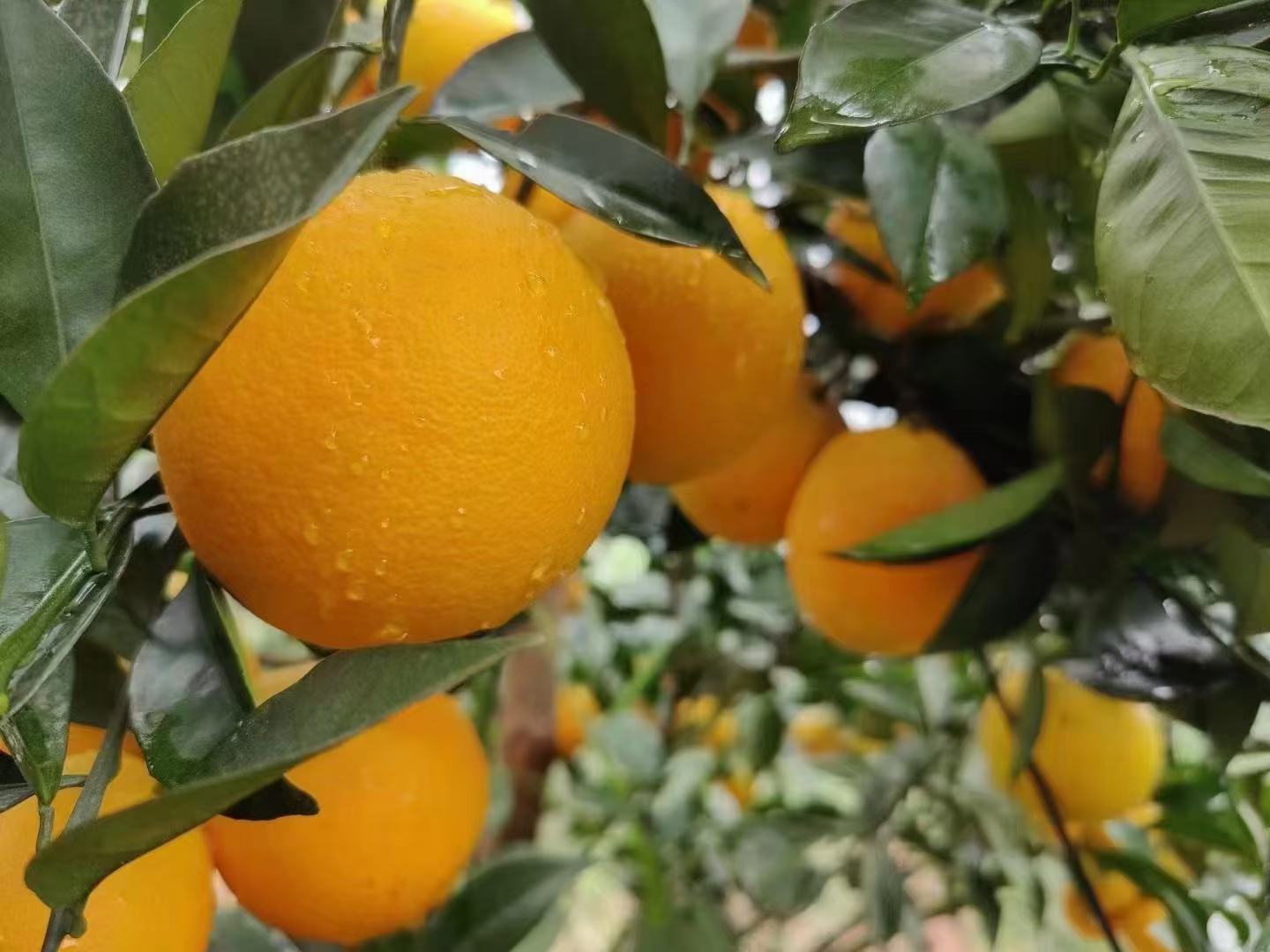 赣南脐橙采摘现场