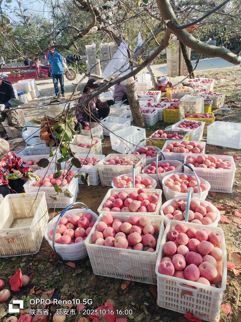 陕西洛川红富士苹果大量上市供应