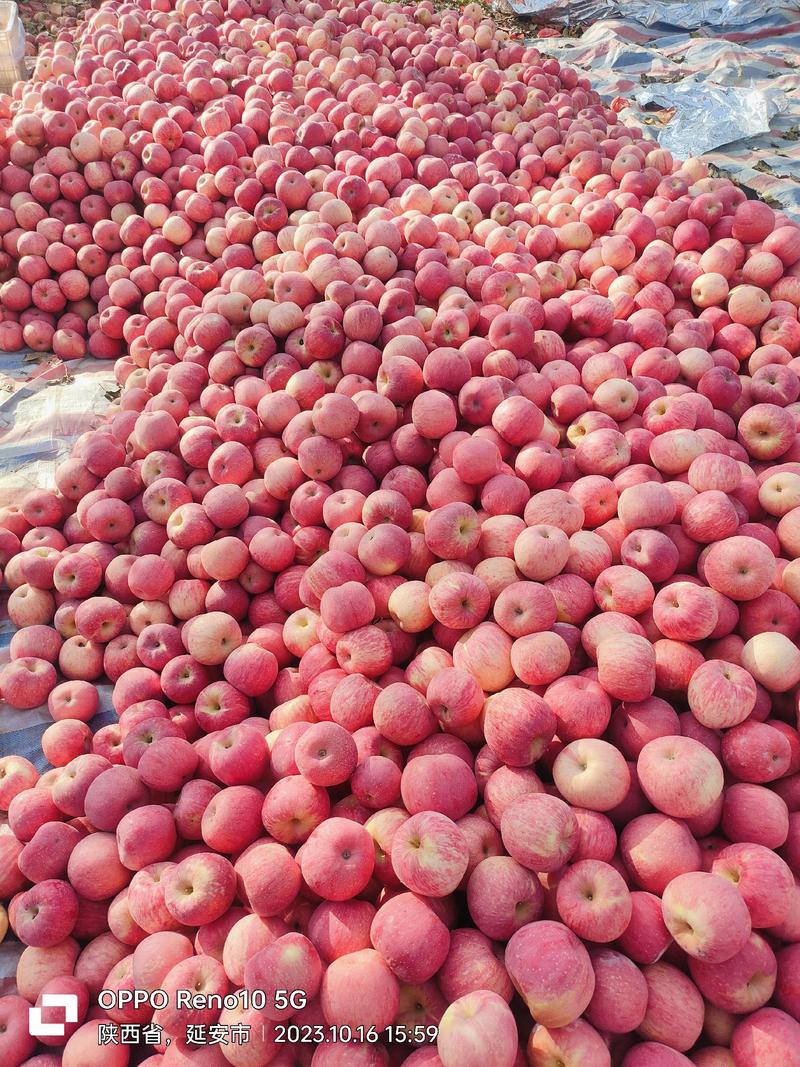 陕西洛川红富士苹果大量上市供应