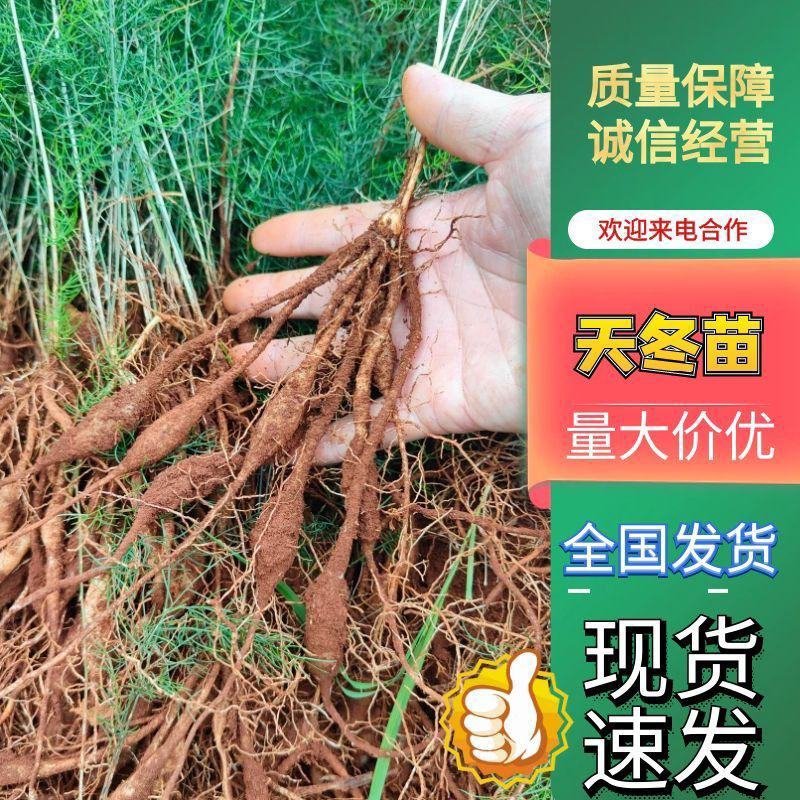 云南大天冬苗，天冬种子基地直发，免费技术指导