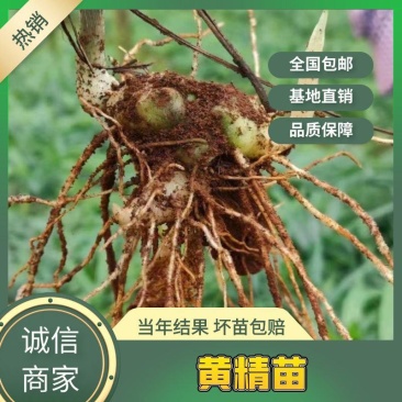 滇黄精苗，多花黄精苗，滇黄精种子，货源充足欢迎来电咨询