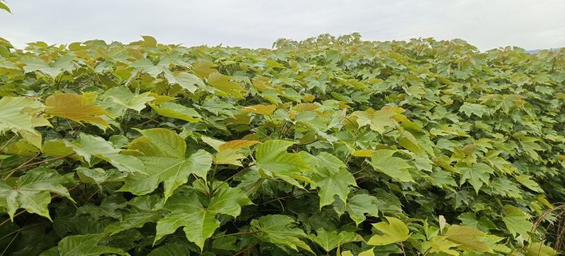 千年桐造林苗批发，买油桐苗请选择重庆俊尧专业油桐培育公司