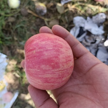 陕西纸袋红富士苹果批发,洛川纸袋红苹果产地,纸加膜红富士