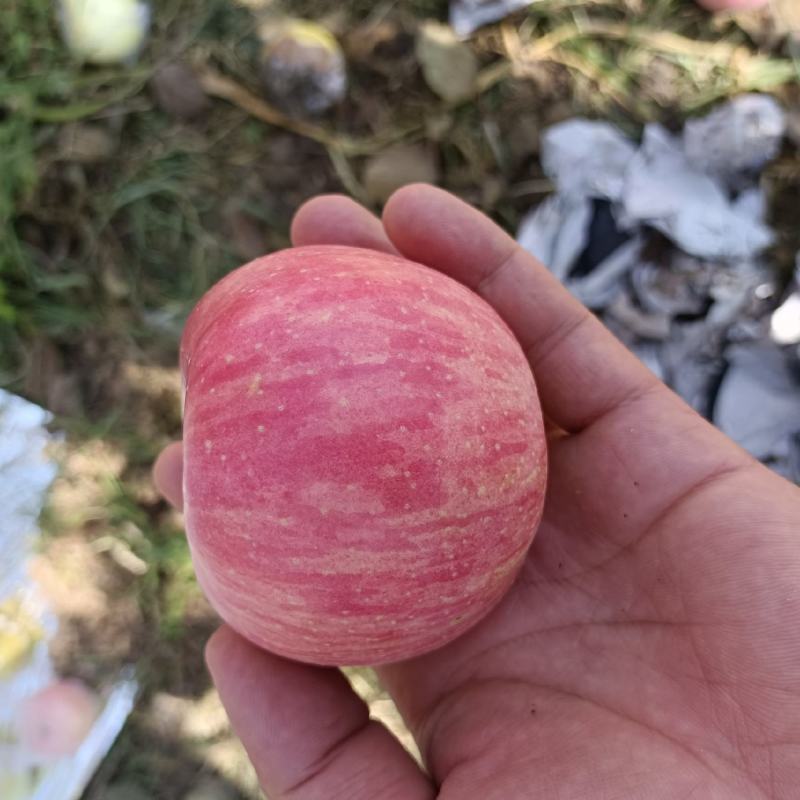 陕西纸袋红富士苹果批发，洛川纸袋红苹果产地，纸加膜红富士