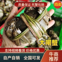 【精品】江苏兴化大闸蟹大量供应鲜货美味新鲜直发可视频咨询