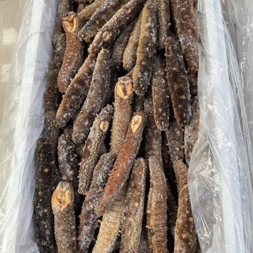 阿拉斯加冻煮海参，阿拉斯加原货