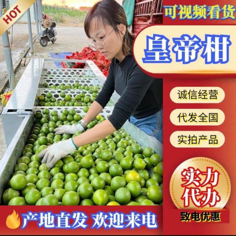 广东皇帝柑，新货上市，承接电商团购，代收代发全国