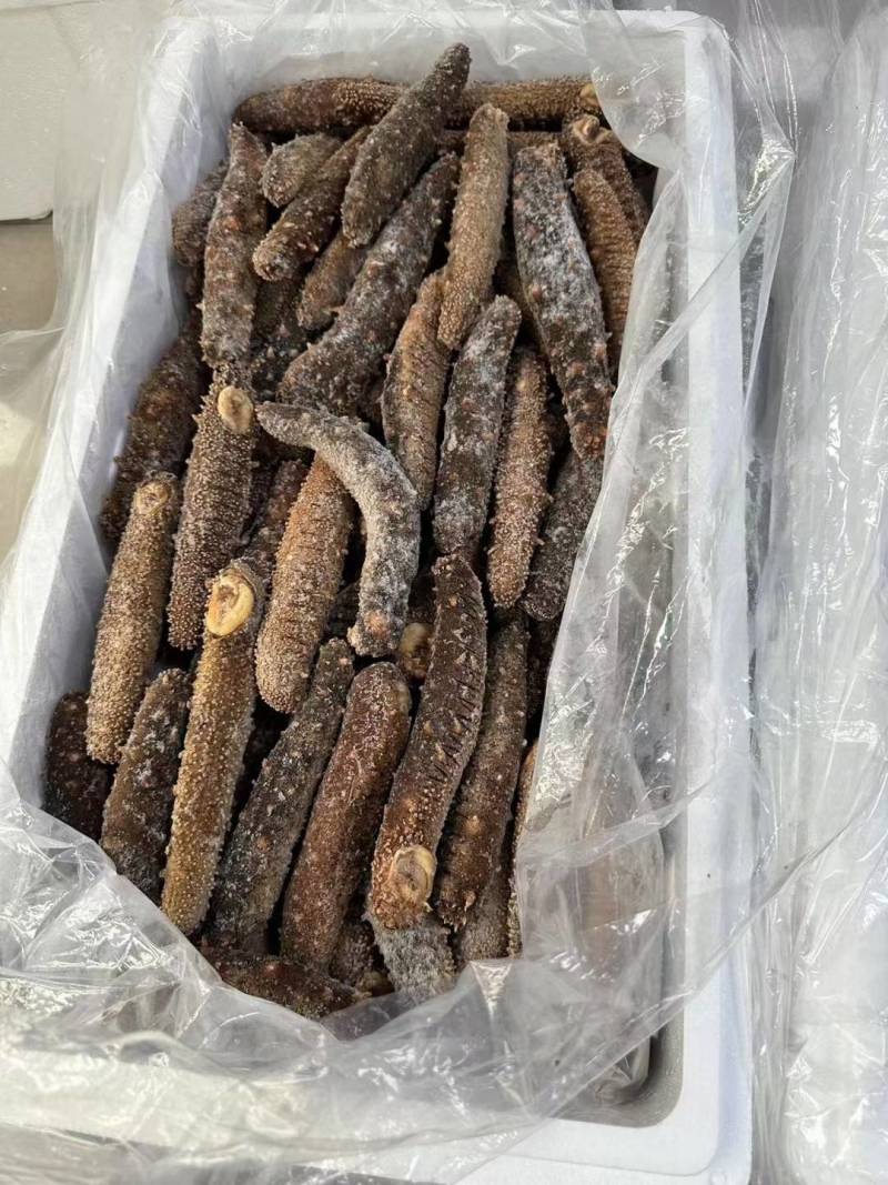 阿拉斯加冻煮海参，阿拉斯加原货