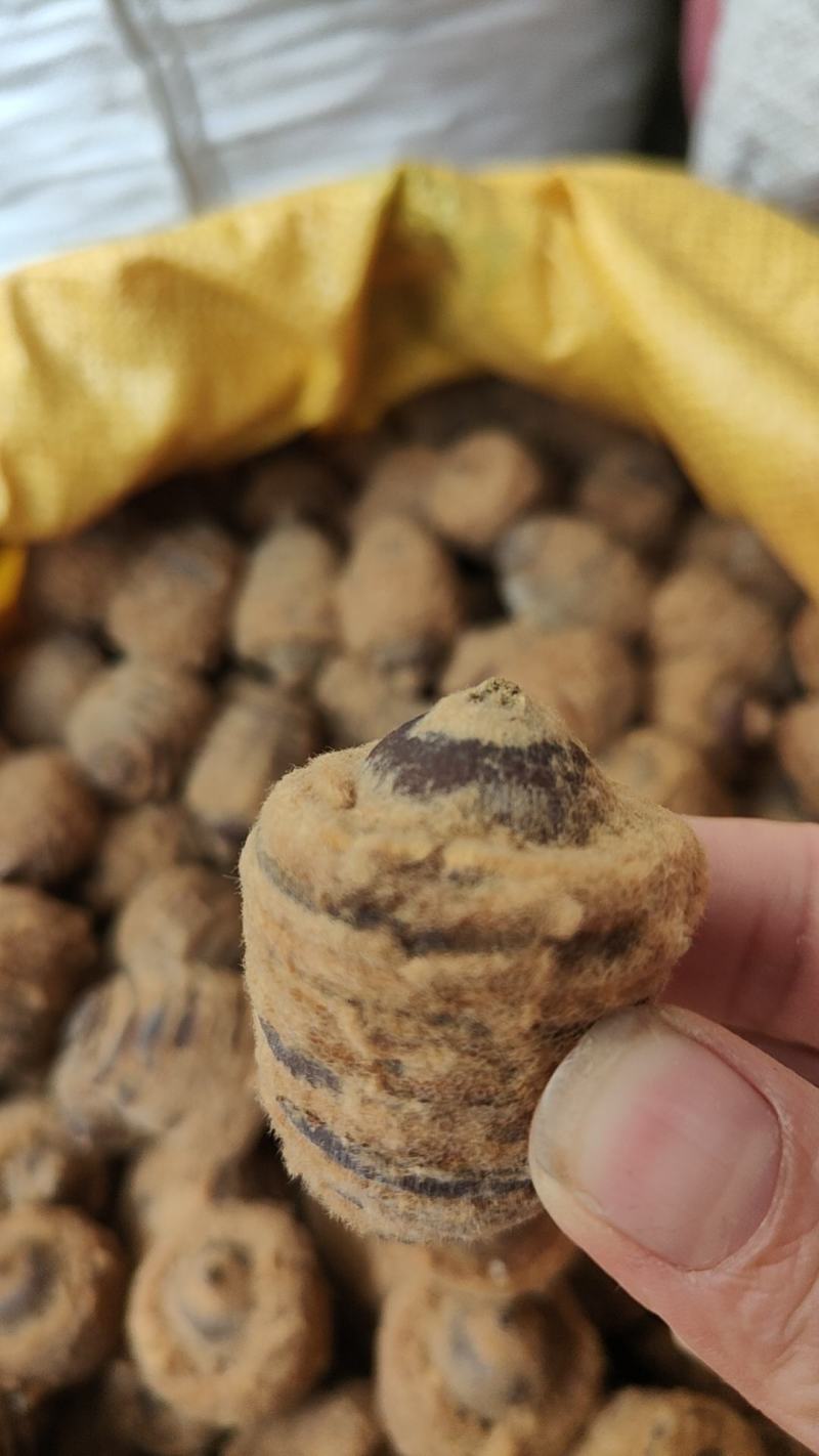 新货狗鞭果，毛毛果干货