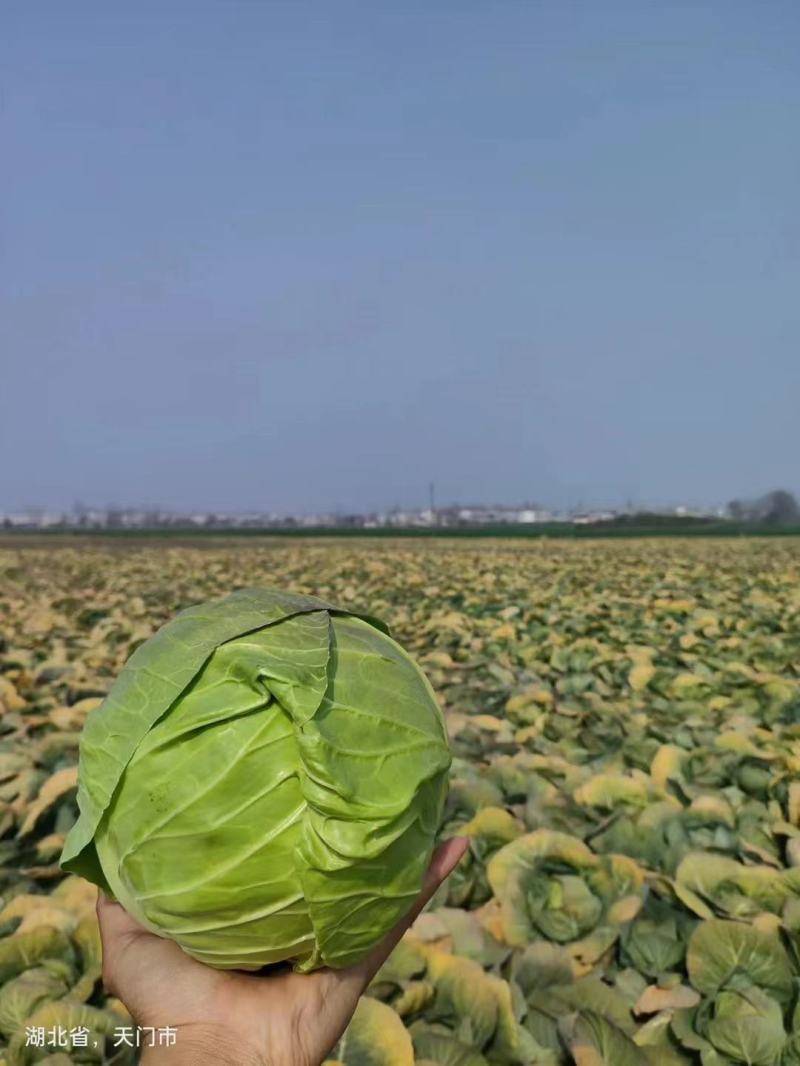 湖北圆包菜大量上市，需要的老板联系