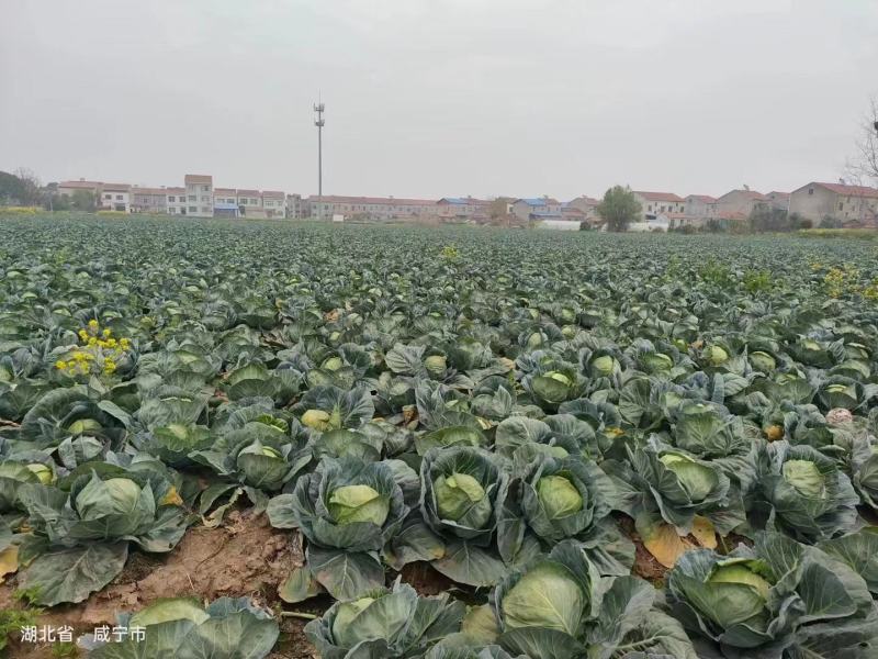 湖北圆包菜大量上市，需要的老板联系