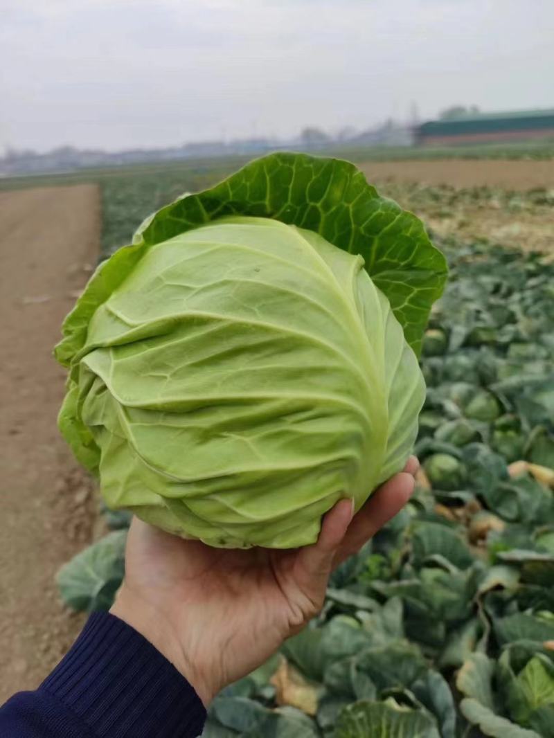 湖北圆包菜大量上市，需要的老板联系