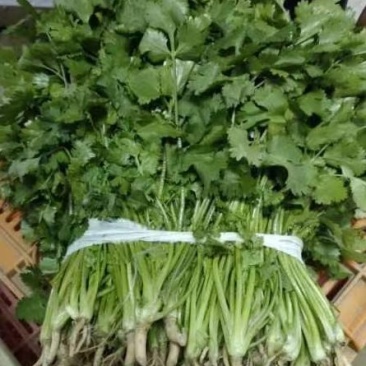 精品大叶香菜大量上市