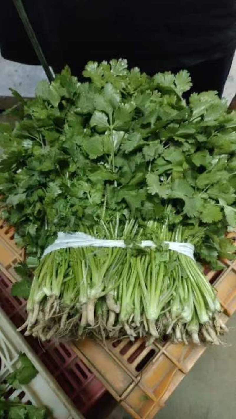 精品大叶香菜大量上市