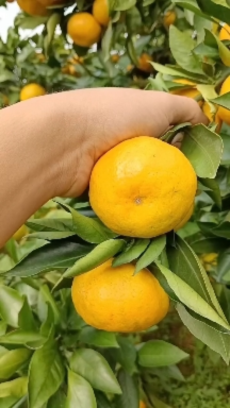 【重磅推荐】湖北蜜橘，早熟蜜橘大量上市，需要的老板电联