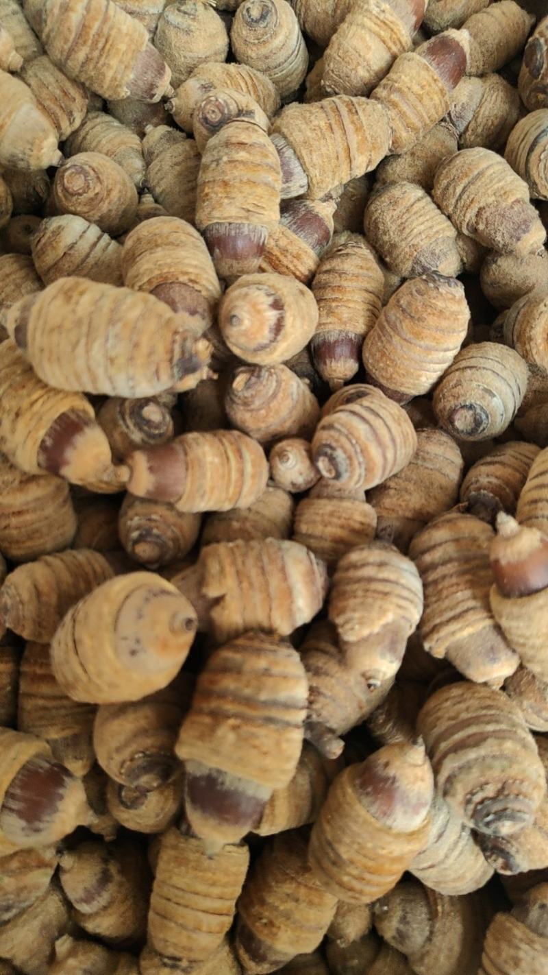 新货狗鞭果，毛毛果干货
