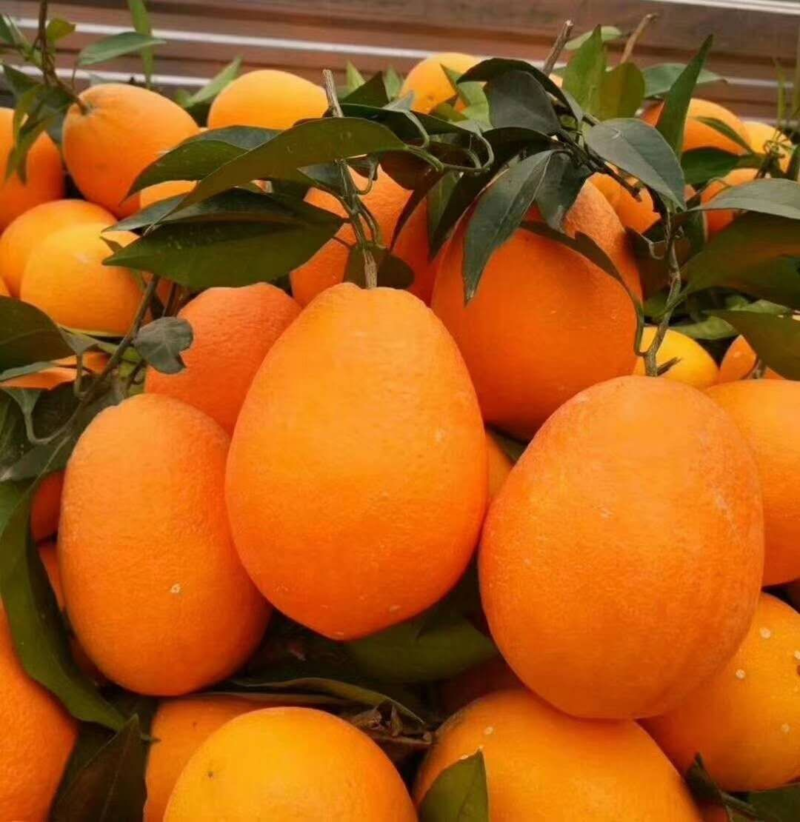 【实力】长虹脐橙量大价更优对接市场商超电商等全国发货