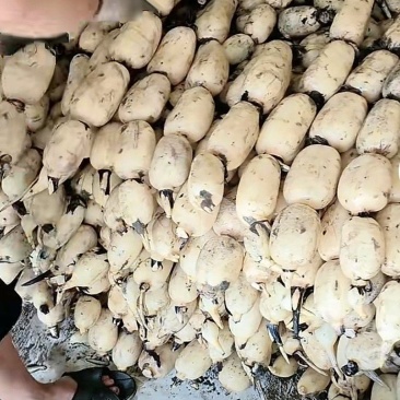 精大飘花莲藕、商超品质/冷链运输产地直发
