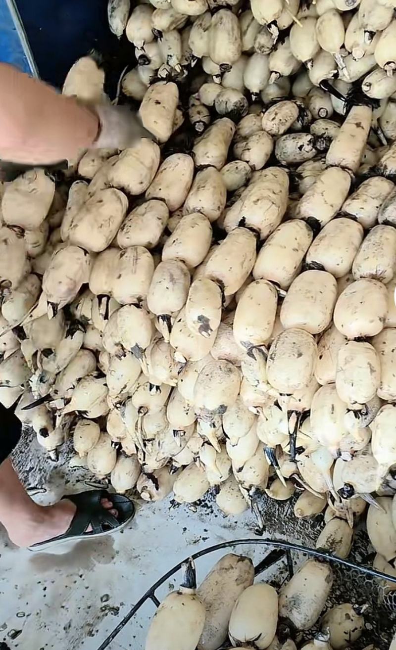 精大飘花莲藕、商超品质/冷链运输产地直发