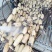 精大飘花莲藕、商超品质/冷链运输产地直发