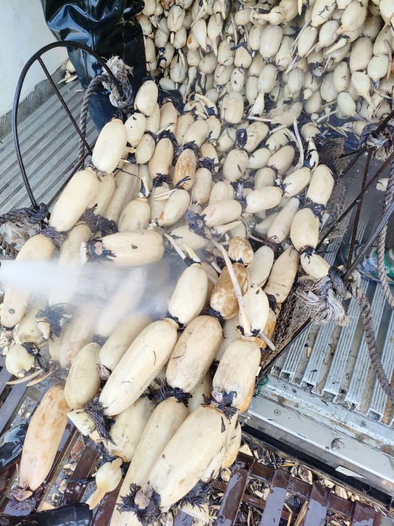 精大飘花莲藕、商超品质/冷链运输产地直发