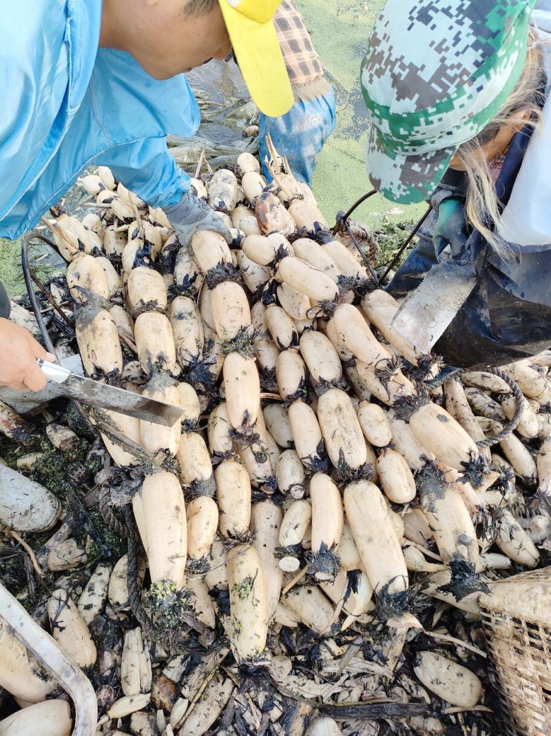 精大飘花莲藕、商超品质/冷链运输产地直发