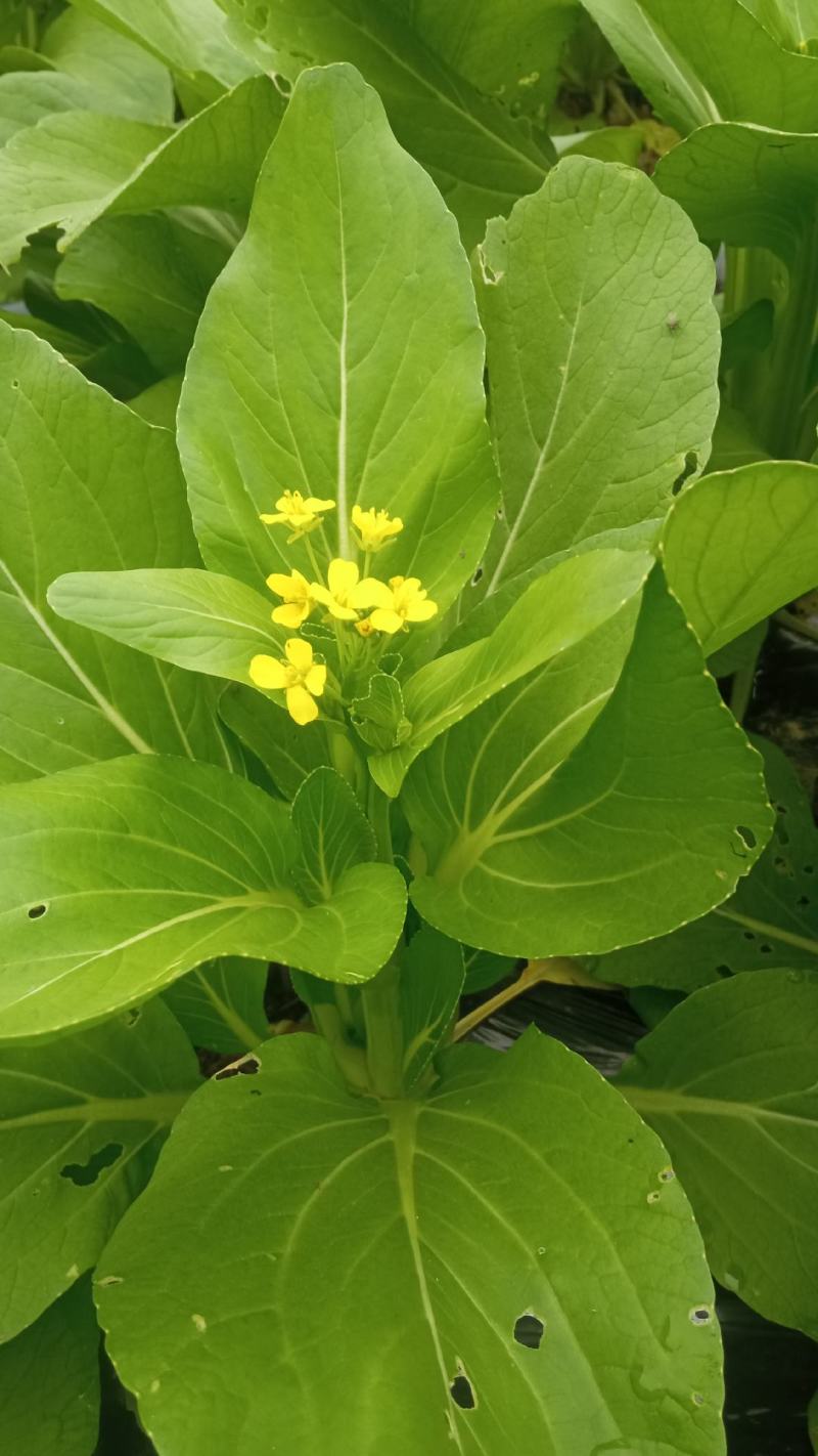 广东菜心我是种植户基地直接发货