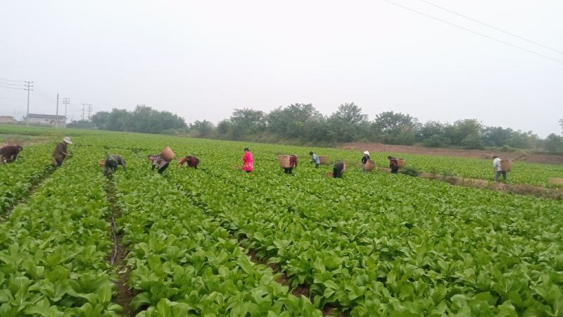 广东菜心我是种植户基地直接发货