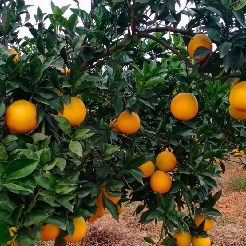 【实力】纽荷尔脐橙当季新鲜水果批发对接市场商超电商等