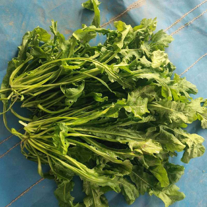 江苏盐城荠菜产地直供量大从优价格实惠欢迎联系