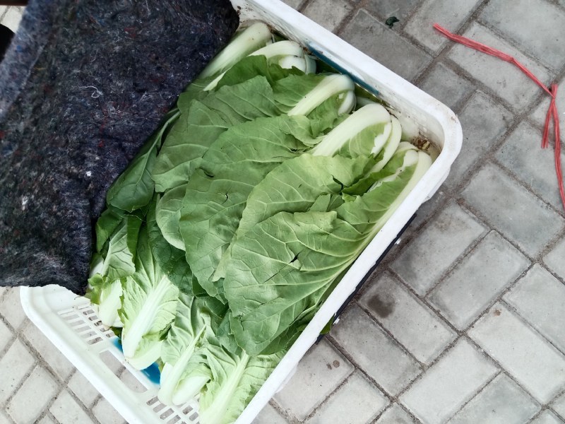 大娃娃菜