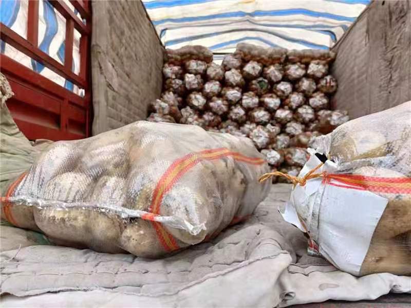 土豆装袋后的运输场景图