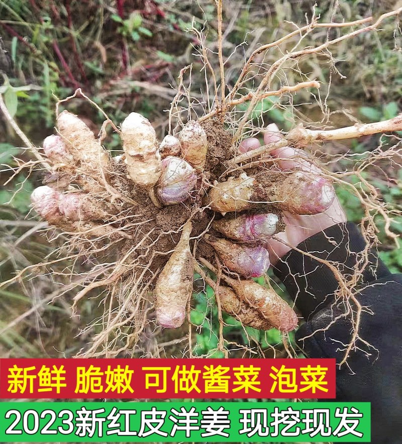 湖南常德菊芋，基地直供，一手货源，量大从优，质量保证