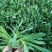 山东面条菜野菜量大优惠全国发货，对接市场商超等
