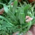 山东面条菜野菜量大优惠全国发货，对接市场商超等