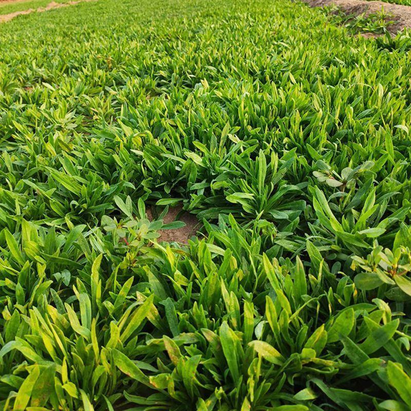 山东面条菜野菜量大优惠全国发货，对接市场商超等
