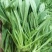 山东面条菜野菜量大优惠全国发货，对接市场商超等