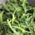 山东面条菜野菜量大优惠全国发货，对接市场商超等