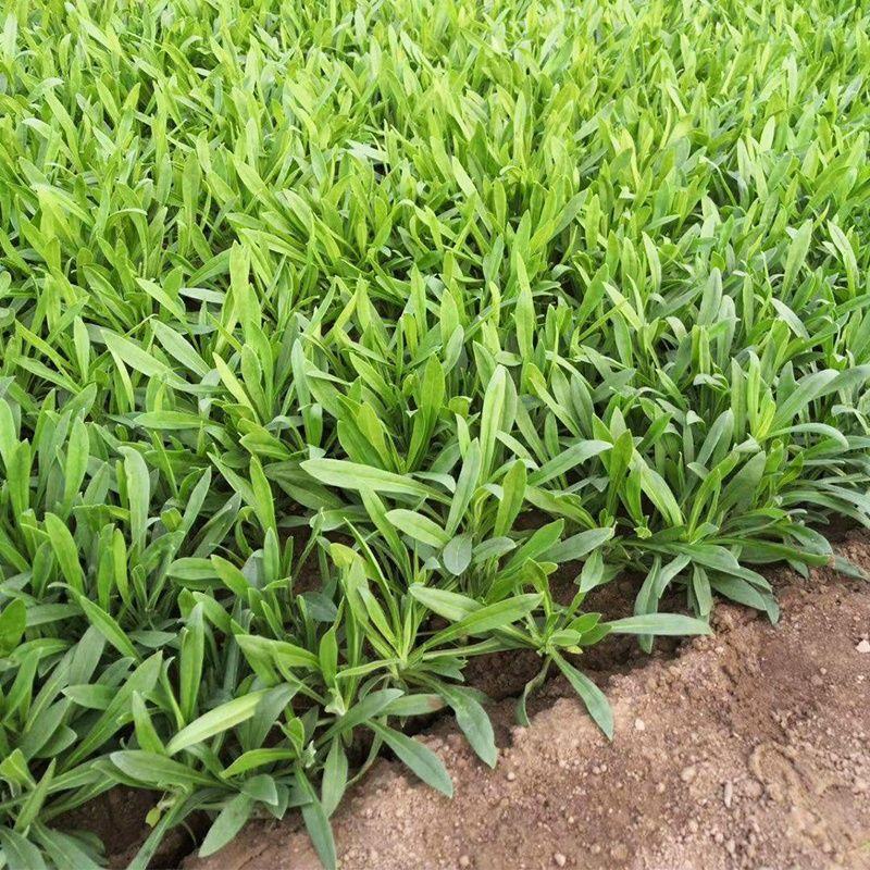 山东面条菜野菜量大优惠全国发货，对接市场商超等