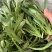 山东面条菜野菜量大优惠全国发货，对接市场商超等