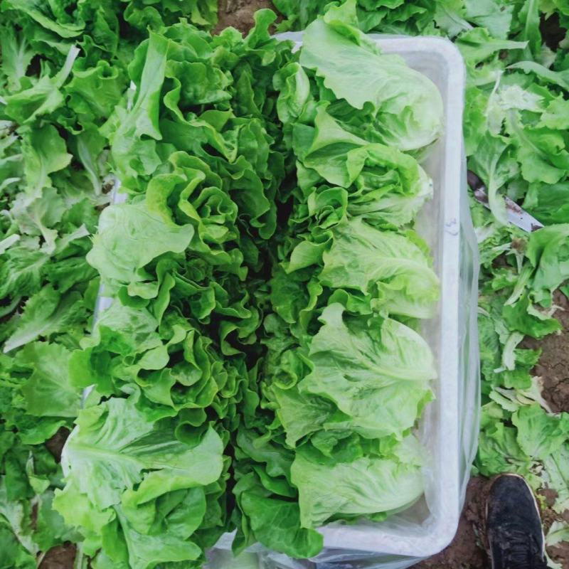 大棚生菜，大量上市中，质量杠杠的，全国代发